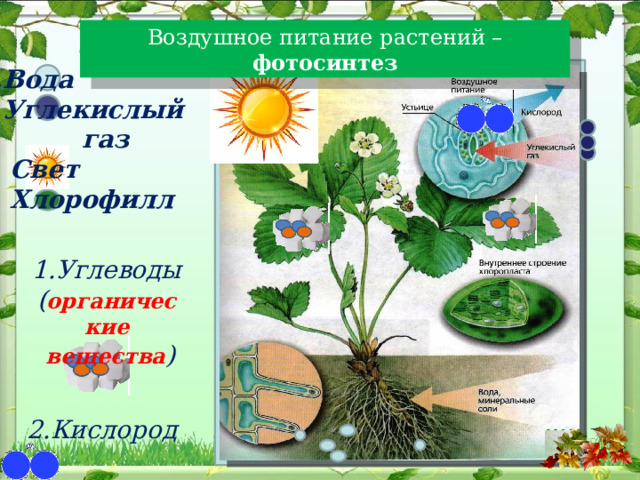 Воздушное питание растений – фотосинтез 1 .Вода 2. Углекислый  газ 3. Свет 4. Хлорофилл 1.Углеводы ( органические  вещества )  2.Кислород 