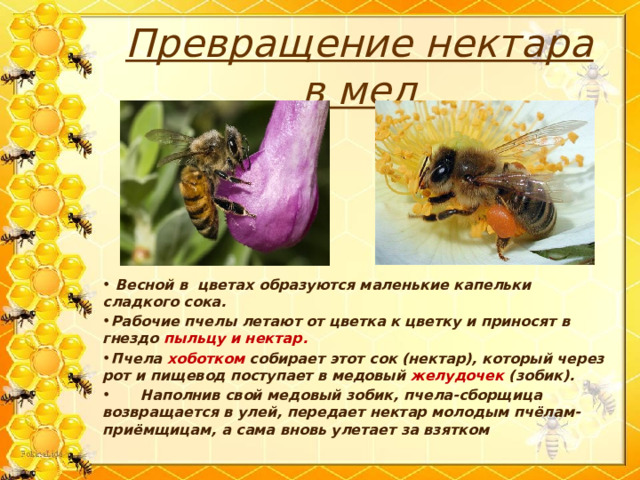 Какие пчелы превращают нектар в мед