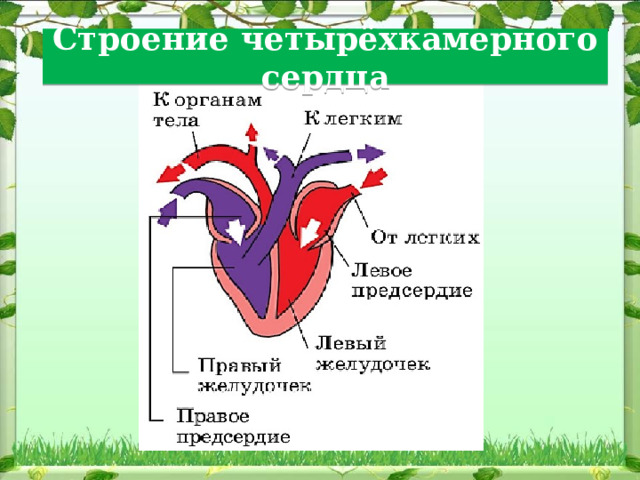 Строение  четырёхкамерного сердца 