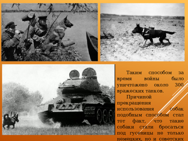 Таким способом за время войны было уничтожено около 300 вражеских танков. Причиной прекращения использования собак подобным способом стал тот факт, что такие собаки стали бросаться под гусеницы не только немецких, но и советских танков. 