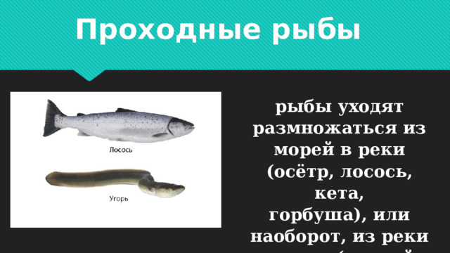 Проходные рыбы рыбы уходят размножаться из морей в реки (осётр, лосось, кета, горбуша), или наоборот, из реки в море (речной угорь). 