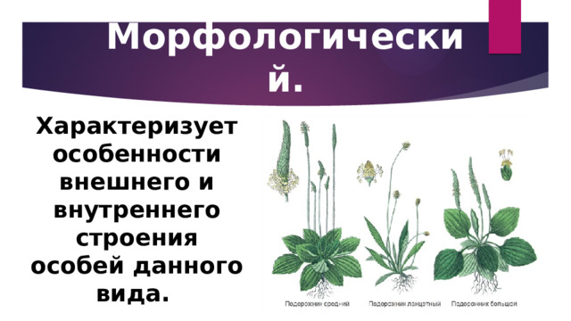 Морфологический. Характеризует особенности внешнего и внутреннего строения особей данного вида. 