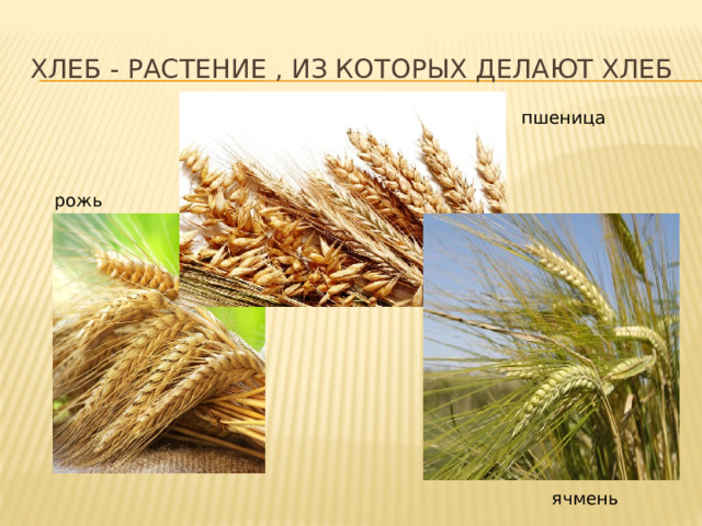 Из каких зерновых культур делают хлеб. Пшеница, рожь, ячмень, овес, кукуруза. Пшеница рожь ячмень. Рожь и пшеница. Пшеница ячмень овес.