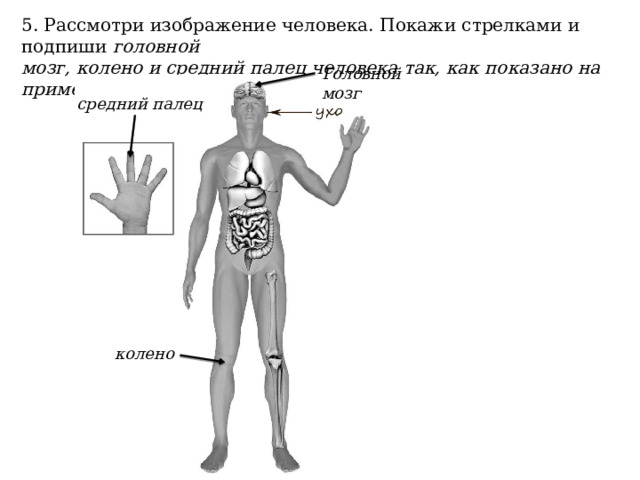 5. Рассмотри изображение человека. Покажи стрелками и подпиши головной мозг, колено и средний палец человека так, как показано на примере. Головной мозг средний палец колено 