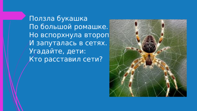 Ползла букашка  По большой ромашке.  Но вспорхнула второпях  И запуталась в сетях.  Угадайте, дети:  Кто расставил сети? 