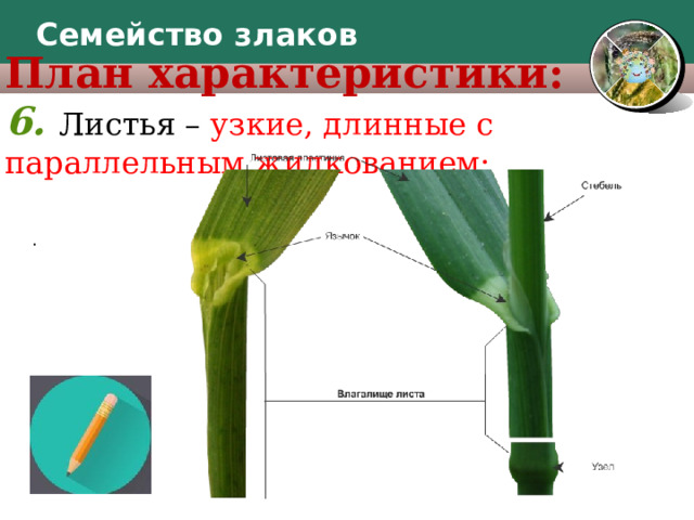 Характеристика семейства злаки 7 класс