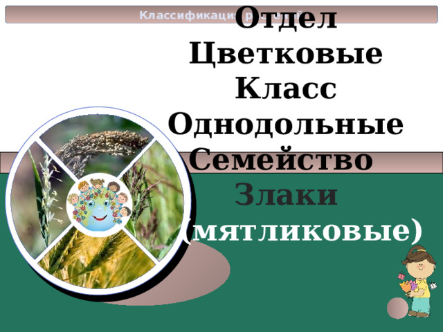 Классы цветковых растений 6 класс презентация