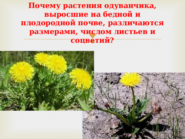 Почему растения одуванчика, выросшие на бедной и плодородной почве, различаются размерами, числом листьев и соцветий? 