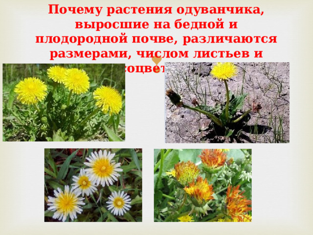 Почему растения одуванчика, выросшие на бедной и плодородной почве, различаются размерами, числом листьев и соцветий? 
