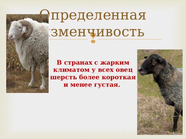 Определенная изменчивость В странах с жарким климатом у всех овец шерсть более короткая и менее густая. 