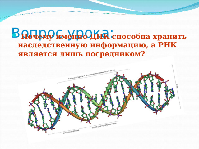 Вопрос урока:  Почему именно ДНК способна хранить наследственную информацию, а РНК является лишь посредником? 