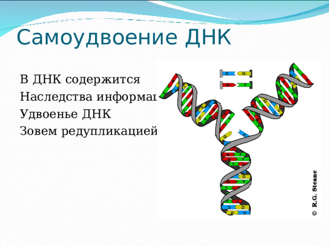 Самоудвоение ДНК В ДНК содержится Наследства информация. Удвоенье ДНК Зовем редупликацией. 