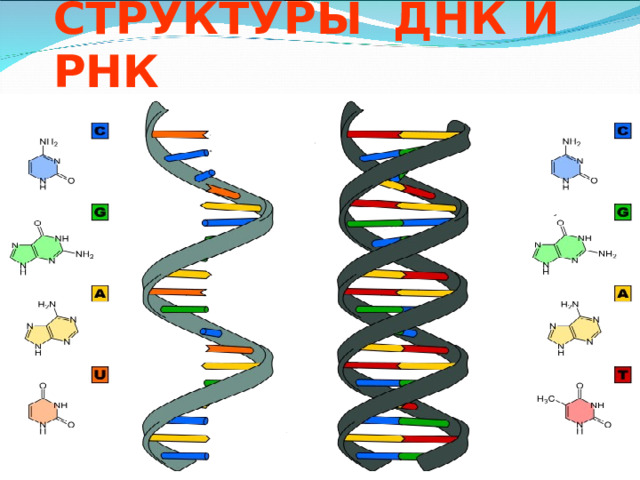 СТРУКТУРЫ ДНК И РНК   