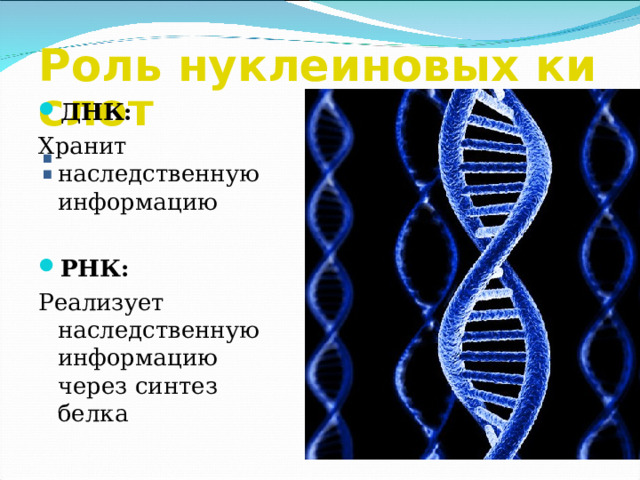 Роль нуклеиновых кислот : ДНК: Хранит наследственную информацию РНК: Реализует наследственную информацию через синтез белка 