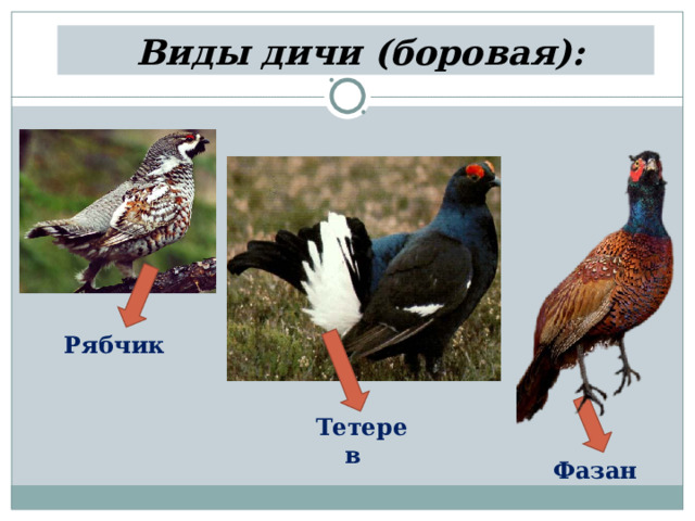 К какой дичи относится. Дичь птица. Виды дичи. Боровая дичь рябчик. Пернатая дичь виды.