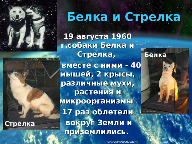 Белка и Стрелка 19 августа 1960 г.собаки Белка и Стрелка, а вместе с ними - 40 мышей, 2 крысы, различные мухи, растения и микроорганизмы 17 раз облетели  вокруг Земли и приземлились.  Белка Стрелка 