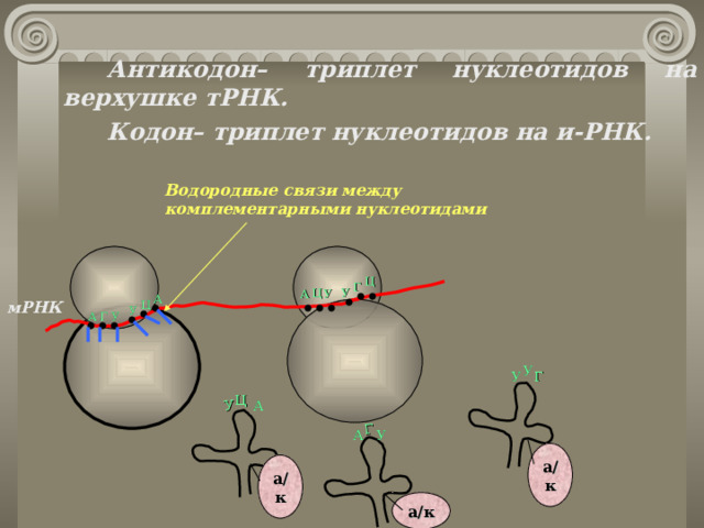 Кодон и антикодон