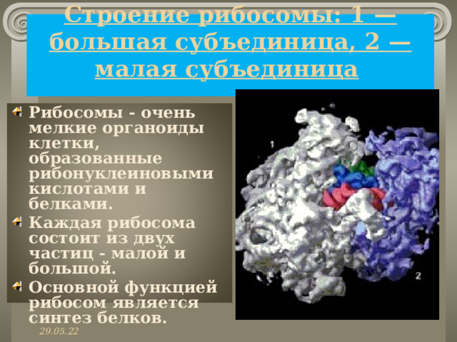 Содержит только мелкие рибосомы