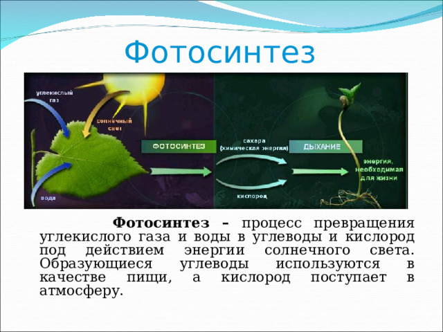 Источник углекислого газа в фотосинтезе