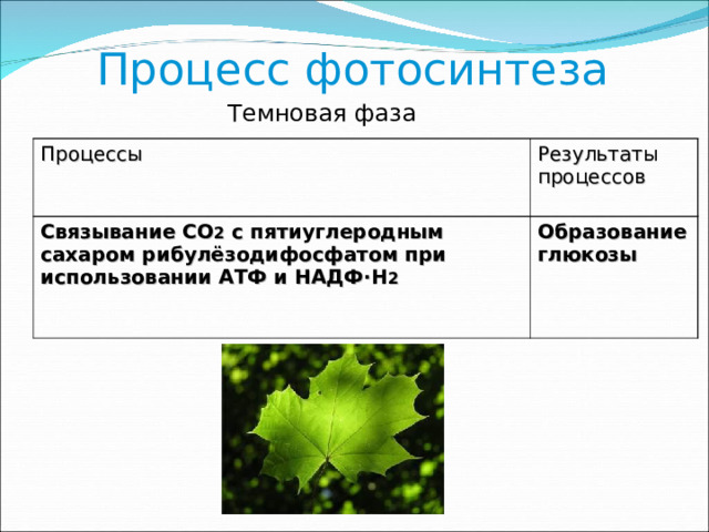 Схема фотосинтеза егэ 2023