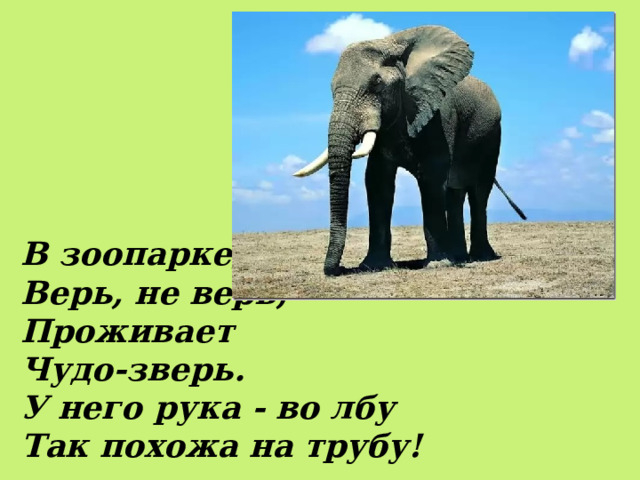 В зоопарке,  Верь, не верь,  Проживает  Чудо-зверь.  У него рука - во лбу  Так похожа на трубу! 