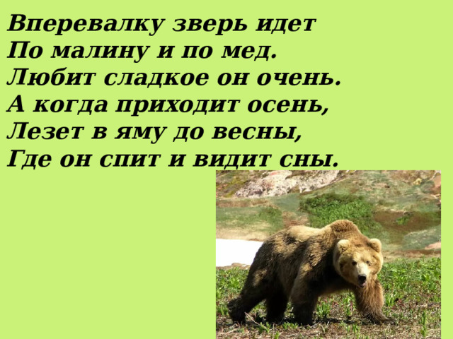 Вперевалку зверь идет   По малину и по мед.   Любит сладкое он очень.   А когда приходит осень,   Лезет в яму до весны,   Где он спит и видит сны. 