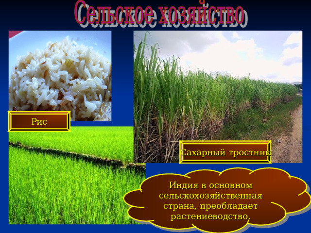 Рис Сахарный тростник Индия в основном сельскохозяйственная страна, преобладает растениеводство. 