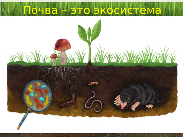 Почва – это экосистема 