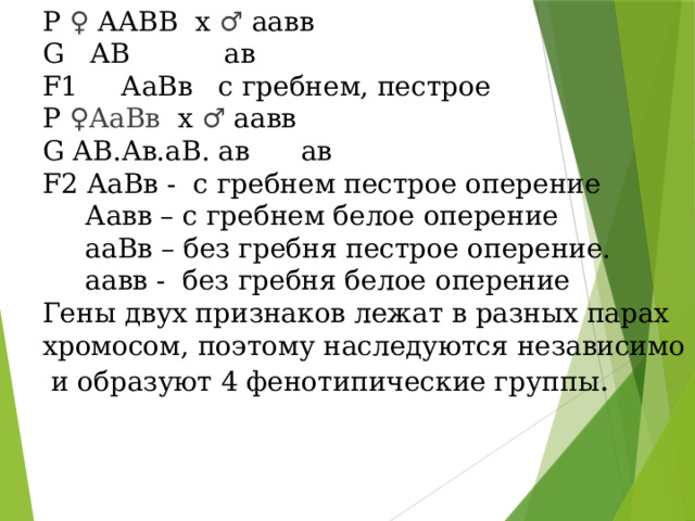 Р ♀ ААВВ х ♂ аавв G АВ ав F1 АаВв с гребнем, пестрое Р ♀АаВв х ♂ аавв G АВ.Ав.аВ. ав ав F2 АаВв - с гребнем пестрое оперение  Аавв – с гребнем белое оперение  ааВв – без гребня пестрое оперение.  аавв - без гребня белое оперение Гены двух признаков лежат в разных парах хромосом, поэтому наследуются независимо и образуют 4 фенотипические группы .   