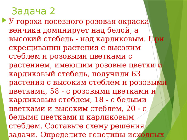 Задача 2 У гороха посевного розовая окраска венчика доминирует над белой, а высокий стебель - над карликовым. При скрещивании растения с высоким стеблем и розовыми цветками с растением, имеющим розовые цветки и карликовый стебель, получили 63 растения с высоким стеблем и розовыми цветками, 58 - с розовыми цветками и карликовым стеблем, 18 - с белыми цветками и высоким стеблем, 20 - с белыми цветками и карликовым стеблем. Составьте схему решения задачи. Определите генотипы исходных растений и потомков. Объясните характер наследования признаков и формирование четырёх фенотипических групп. 