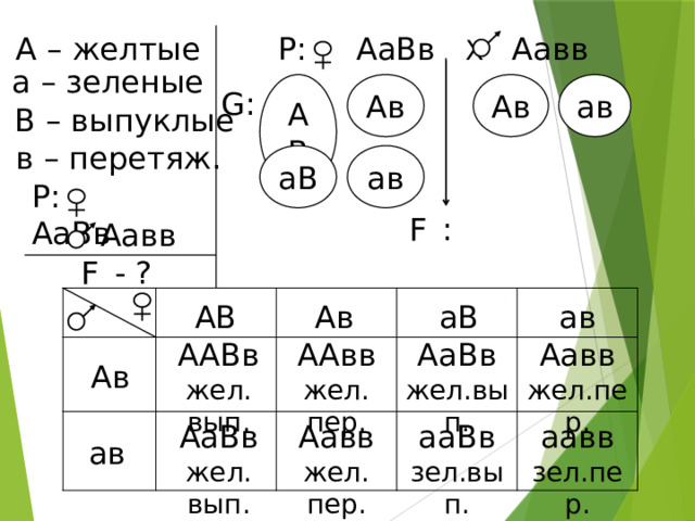 А – желтые Р: АаВв Х   Аавв а – зеленые Ав Ав ав АВ G: В – выпуклые в – перетяж. аВ ав P: АаВв F  :  Аавв F  - ? аВ ав Ав АВ АаВв Аавв ААВв ААвв жел.пер. жел.вып. жел. пер. жел. вып. Ав ааВв АаВв аавв Аавв зел.вып. зел.пер. жел. пер. жел. вып. ав 