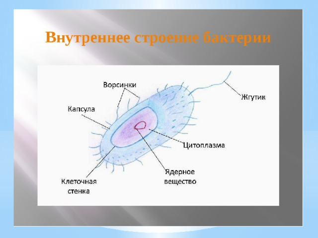 Бактерия рисунок по биологии