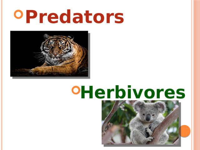 Predators     Herbivores  