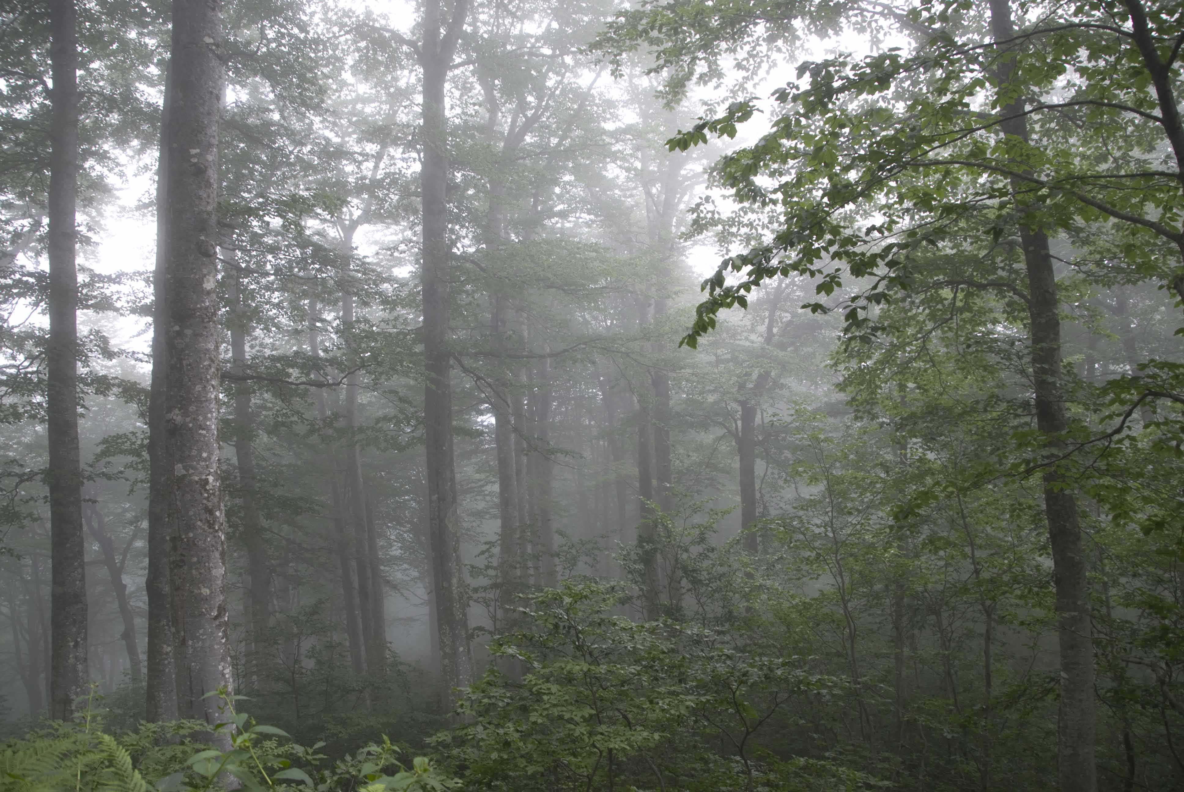 Какое лето в широколиственных лесах. Широколиственный лес климат. Широколиственный лес осадки. Смешанные и широколиственные леса климат. Климат широколиственных лесов.