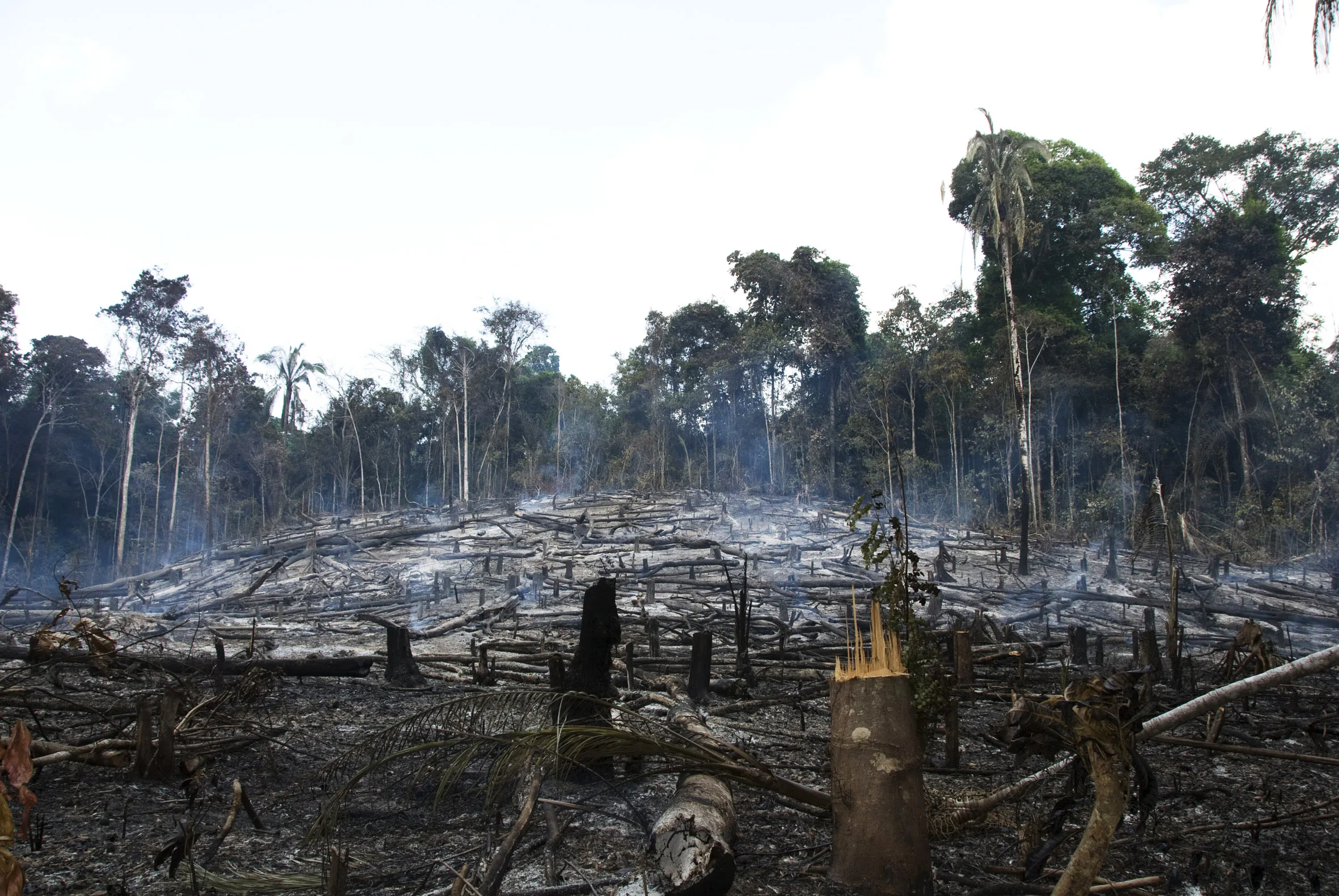 Уничтожение лесов фото