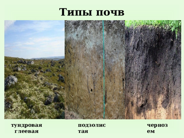 Типы почв тундровая глеевая подзолистая чернозем 