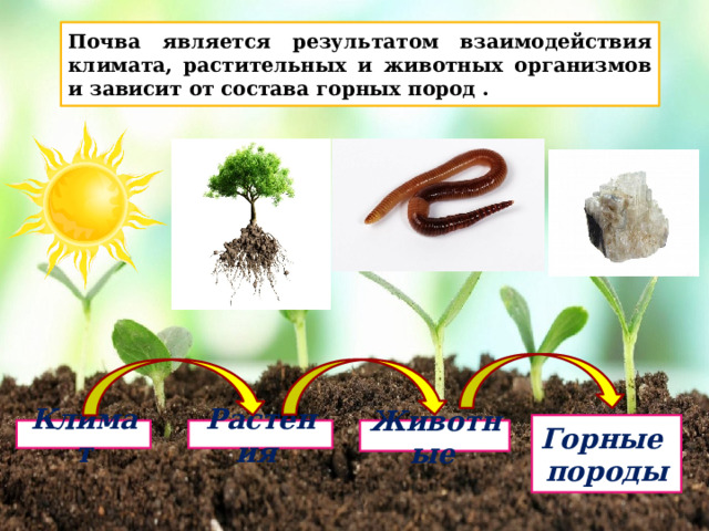 Почва является результатом взаимодействия климата, растительных и животных организмов и зависит от состава горных пород . Горные породы Климат Растения Животные  