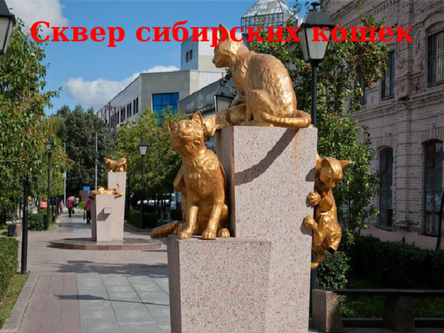 Сквер сибирских кошек   