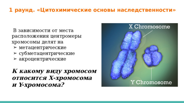 1 раунд. «Цитохимические основы наследственности»  В зависимости от места расположения центромеры хромосомы делят на метацентрические субметацентрические акроцентрические  К какому виду хромосом относится Х-хромосома и Y-хромосома? 