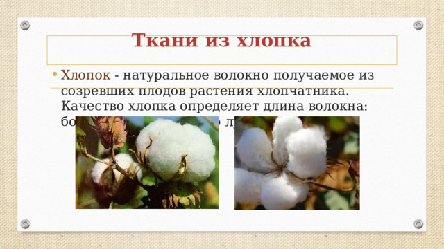 Ткани из хлопка   Хлопок - натуральное волокно получаемое из созревших плодов растения хлопчатника. Качество хлопка определяет длина волокна: более длинное волокно лучше и дороже.   