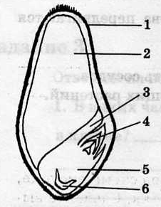 Напишите названия частей семени указанных цифрами на рисунке