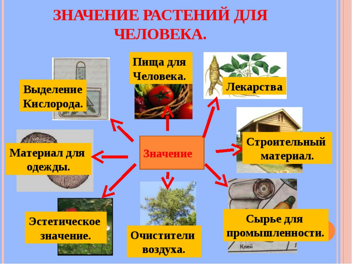 Какое значение для человека имеют ощущения. Схема значение покрытосеменных растений 5 класс. Растения в жизни человека. Значение растений для человека. Роль растений в природе.