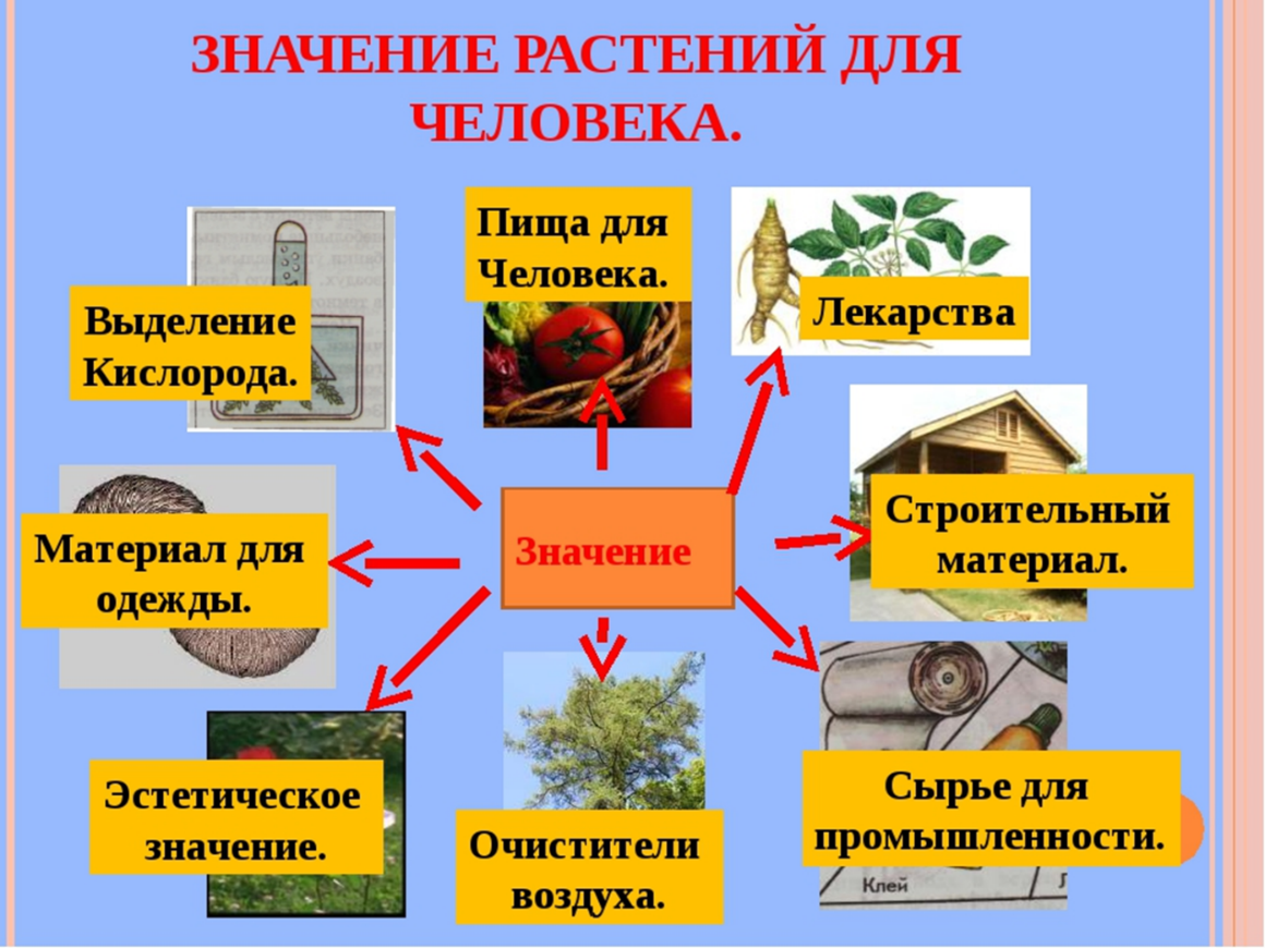 Что дают растения человеку. Значение растений для человека. Растения в жизни человека. Ратсенияв жизни человека. Роль растений в жизни человека.