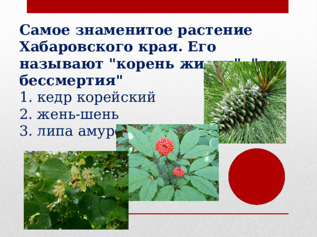 Самое знаменитое растение Хабаровского края. Его называют 