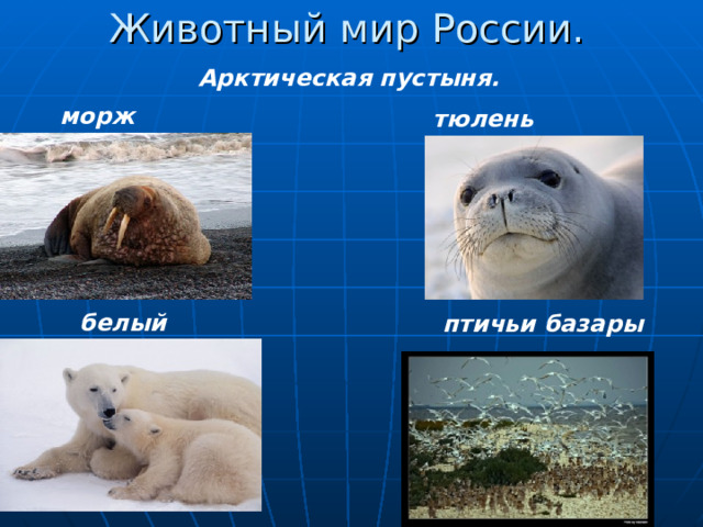 Животный мир России. Арктическая пустыня. морж тюлень белый медведь птичьи базары 