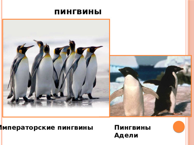 пингвины Императорские пингвины Пингвины Адели 