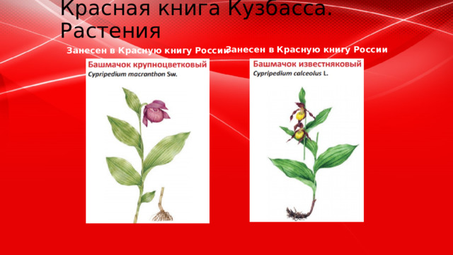 Растение занесенное в красную книгу кемеровской области. Интерактивная игра растения.