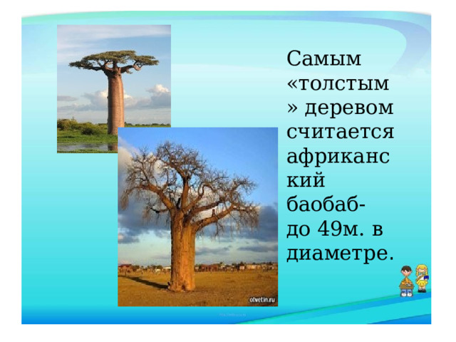 Самым «толстым» деревом считается африканский баобаб- до 49м. в диаметре . 