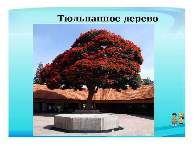  Тюльпанное дерево 