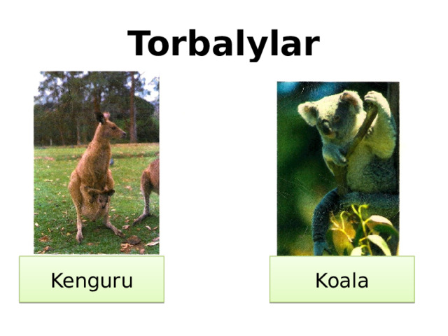 Torbalylar Kenguru Koala 